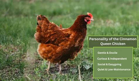 Raising Cinnamon Queen Chicken Breed 9 Breeding Steps