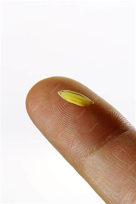 Premium Photo | Closeup of natural raw rice grain on index finger