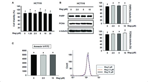 Cytotoxicity Of Magnolol And Its Effect On Apoptosis In Hct Cells