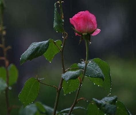 A Single Pink Rose With Rain Drops On It S Petals And Green Leaves In