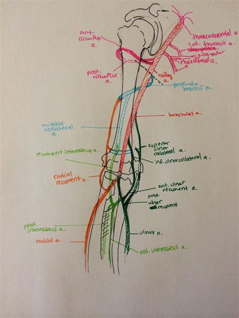 Pin By Josie Bushell On Anatomy In 2024 Medical Student Study