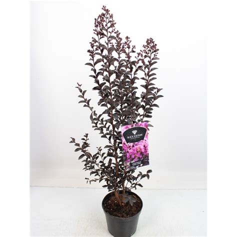 Lagerstroemia Black Diamond Purely Purple Lag Bspp Floraxchange