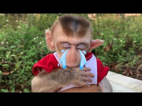 Monkey BUN Baby Monkey Crying YouTube