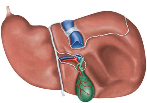 Correctly Label The Following Parts Of The Inferior View Of The Liver