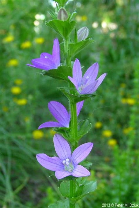 Triodanis Perfoliata Clasping Leaved Venus Looking Glass Minnesota Wildflowers