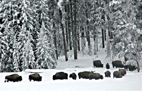 bison herd snow - ROAM Family Travel