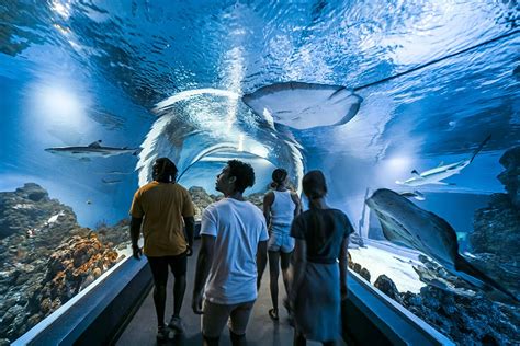 Cairns Aquarium Palm Cove Tours