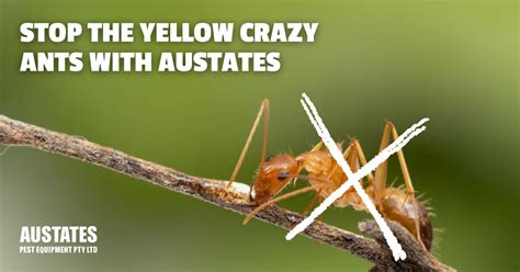 Managing Invasive Plants & Animals - Yellow Crazy Ant