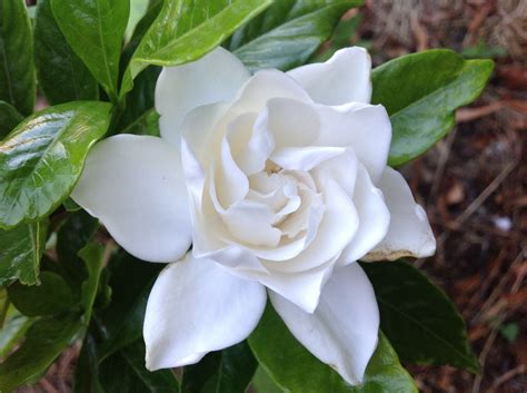 Gardenia Summer Snow Fraserview Nursery Ltd