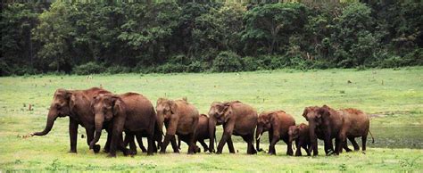 Nagarhole National Park