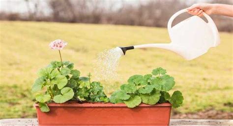 Aquí Está El Método Correcto Para Regar Las Plantas Ideas Paramicasa