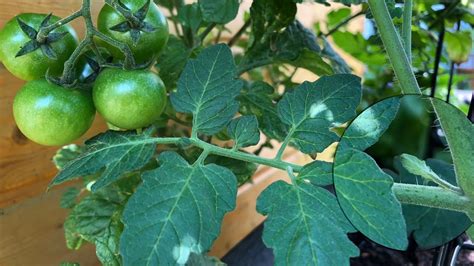 Tomaten Ausgeizen So Machst Du Es Richtig Utopia De