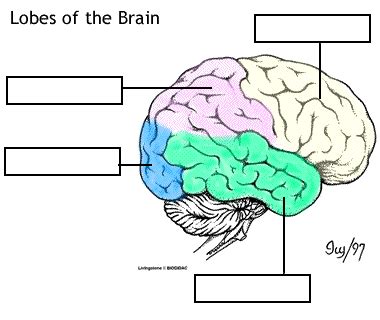 Brain Anatomy And Physiology