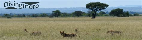 Serengeti Safari, Tanzania – DivingmoreDivingmore