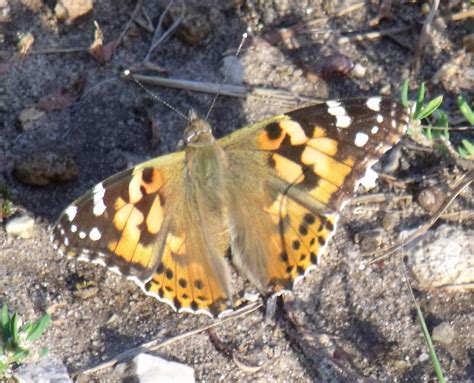 Vanessa Cardui Belle Dame 28 07 2012 002 Association De Sauvegarde