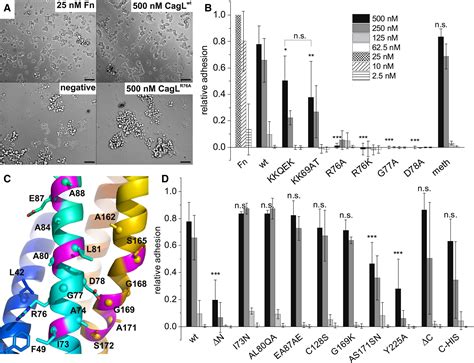 A Helical Rgd Motif Promoting Cell Adhesion Crystal Structures Of The