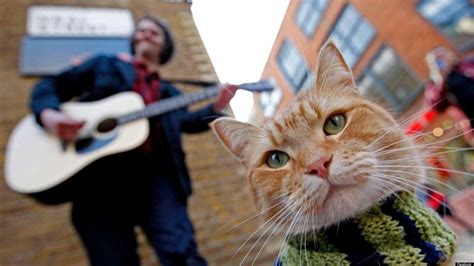 From Street to Screen: Bob the Cat | Life With Cats