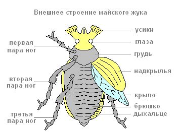 Майский жук