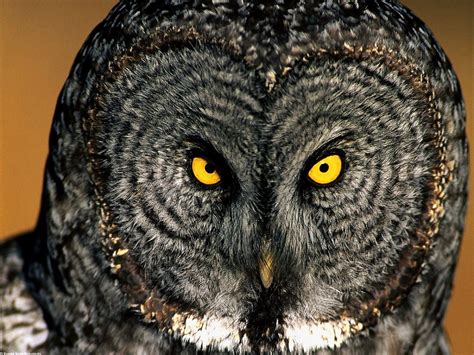 Sfondi Strix Nebulosa Sfondi Gratis