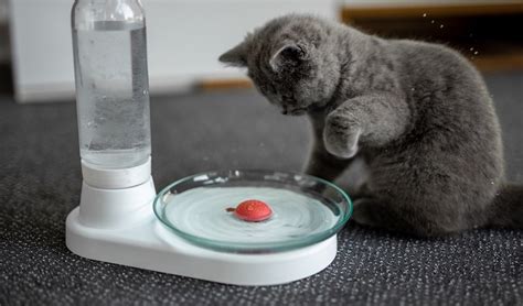 Kittyspring Is The Ultimate Non Electric Cat Fountain