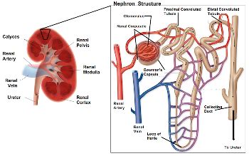 Loop Diuretics: Examples & Side Effects | Study.com