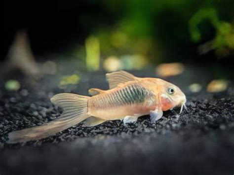 Long Fin Bronze Corydoras Aeneus Cm Catfish Sims Tropical Fish