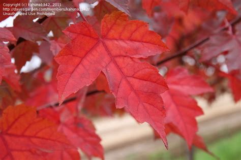 Plantfiles Pictures Red Maple Scarlet Maple Frank Jr Acer Rubrum