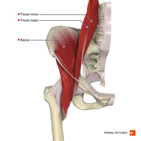 Iliopsoas Physiopedia