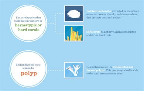 Receding Reefs Understanding And Protecting Our Coral Ecosystems