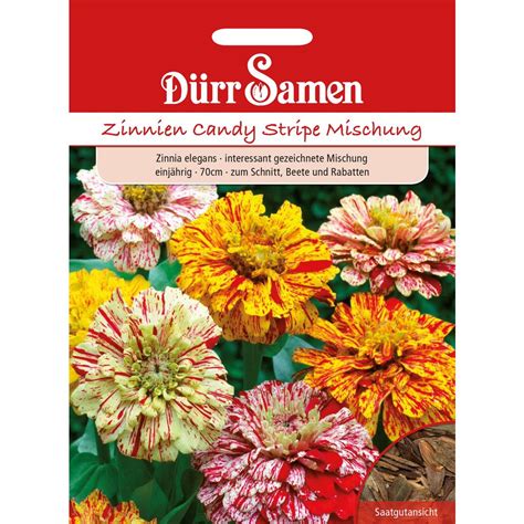 Dürr Samen Zinnie Candy Stripe Mix 1 Packung Bloomling Deutschland