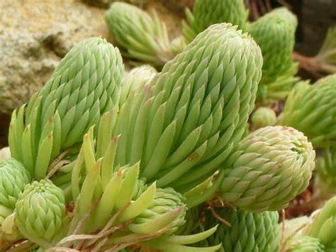 Petrosedum Forsterianum Rock Stonecrop World Of Succulents