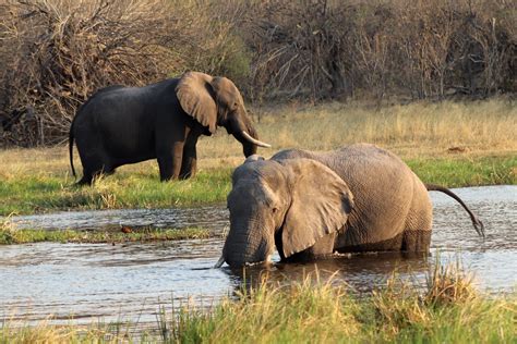 Botswana Okavango Delta Elephants I Averbuch Flickr