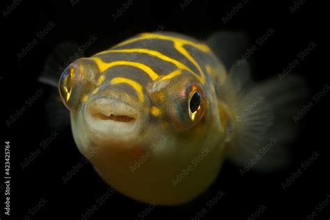 Common Aquarium Fish The Figure 8 Puffer Or Eyespot Puffer