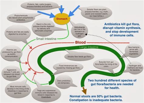 Effect of antibiotics on gut flora