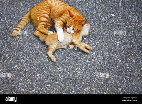 Orange Cats Mother And Baby Playing On The Ground Stock Photo Alamy