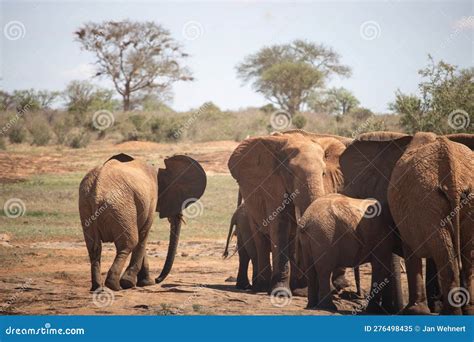 The Great Mighty Red African Elephants In Kenya In Tsavo East National