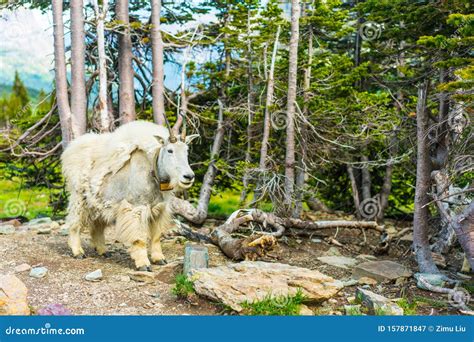 Mountain Goats in Glacier National Park Stock Image - Image of forest ...