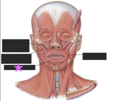 Axial Musculature Chapter Lab Flashcards Quizlet