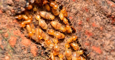 6 Things To Learn About Termite Swarming Season