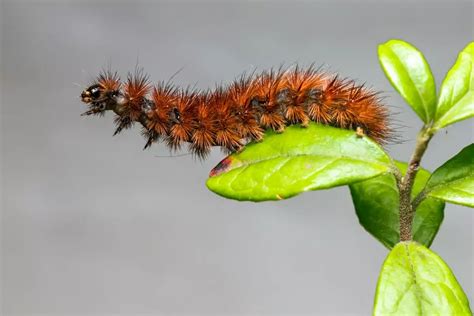 Como Eliminar Lagarta Das Plantas Inseticida Caseiro Para Acabar