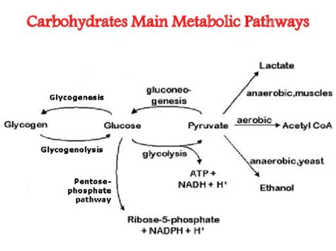 (PDF) Carbohydrates Main Metabolic Pathways