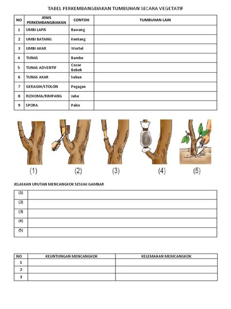 Tugas Tabel Perkembangbiakan Tumbuhan Secara Vegetatif Pdf