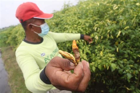 Cuaca Ekstrem Produksi Cabai Madiun Turun Hingga Persen Republika