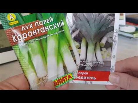 🌱Лук порей. Посев семян в грунт. Сорта Карантанский и Победитель. - YouTube