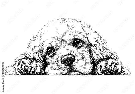 American Cocker Spaniel Sticker On The Wall Sketch Drawn Artistic