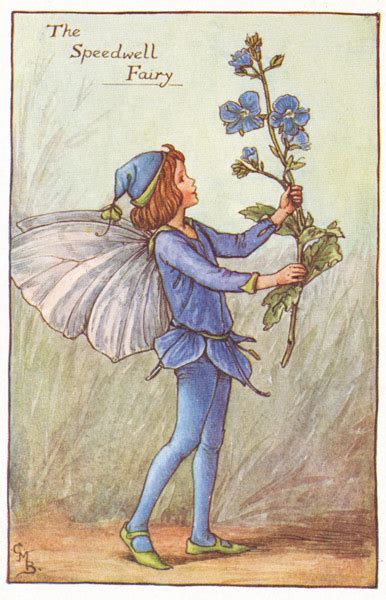 Flower Fairies Antique Flower Fairy Prints 1930 50