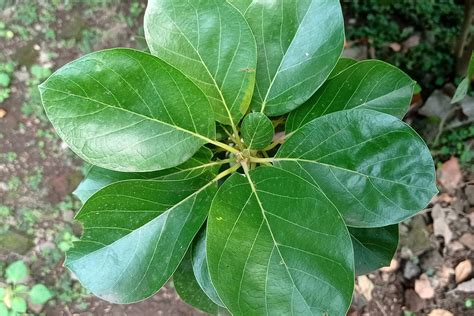Beautiful Nature Leaf - Free photo on Pixabay - Pixabay