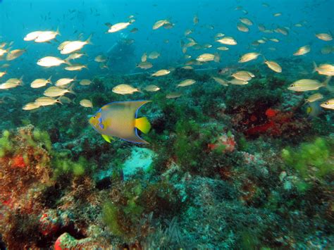 Parque Estadual Marinho Completa 25 Anos Ganha Sede E Reconhece