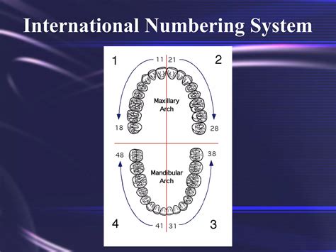 Tooth Morphology Basics | PPT
