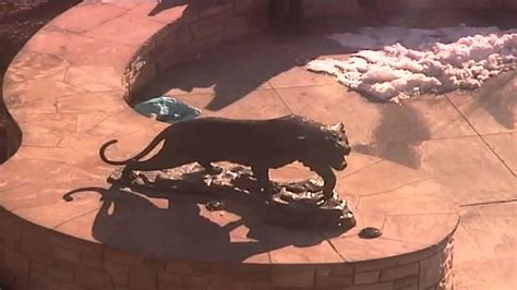 Rit Eastman Quad Webcam Spirit The Tiger Statue Timelapse February 2012